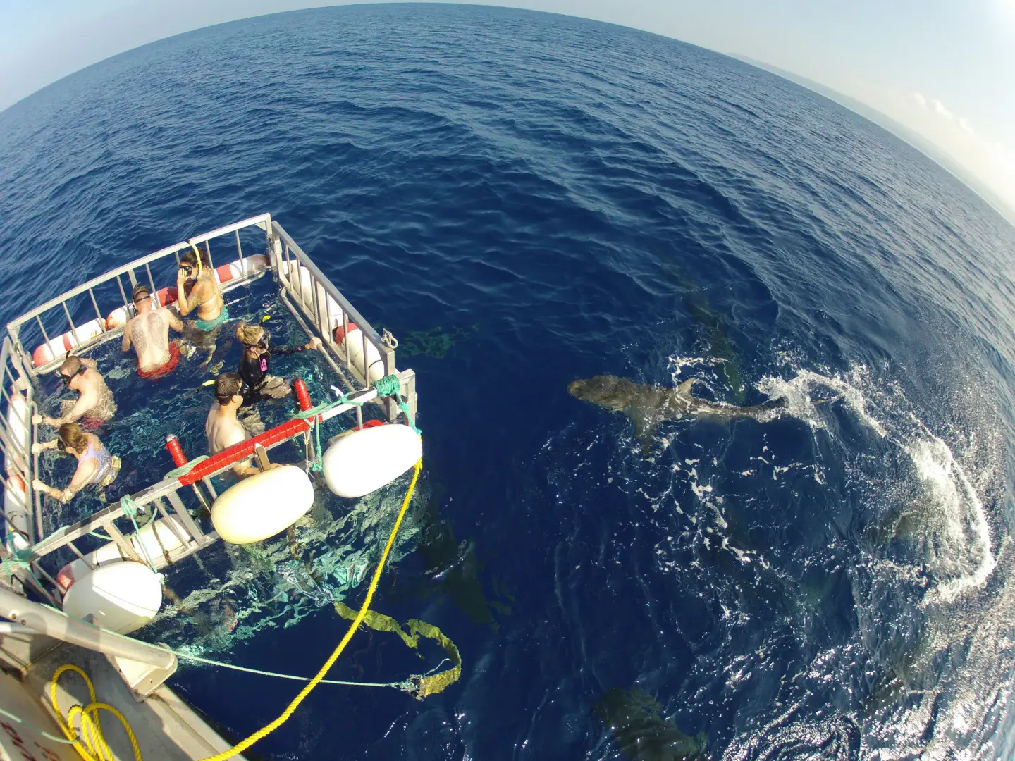 Buceo en jaula con North Shore Shark Adventures, Haleʻiwa