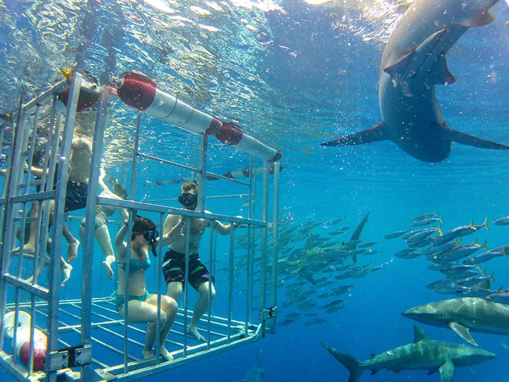 Buceo en jaula con North Shore Shark Adventures, Haleʻiwa