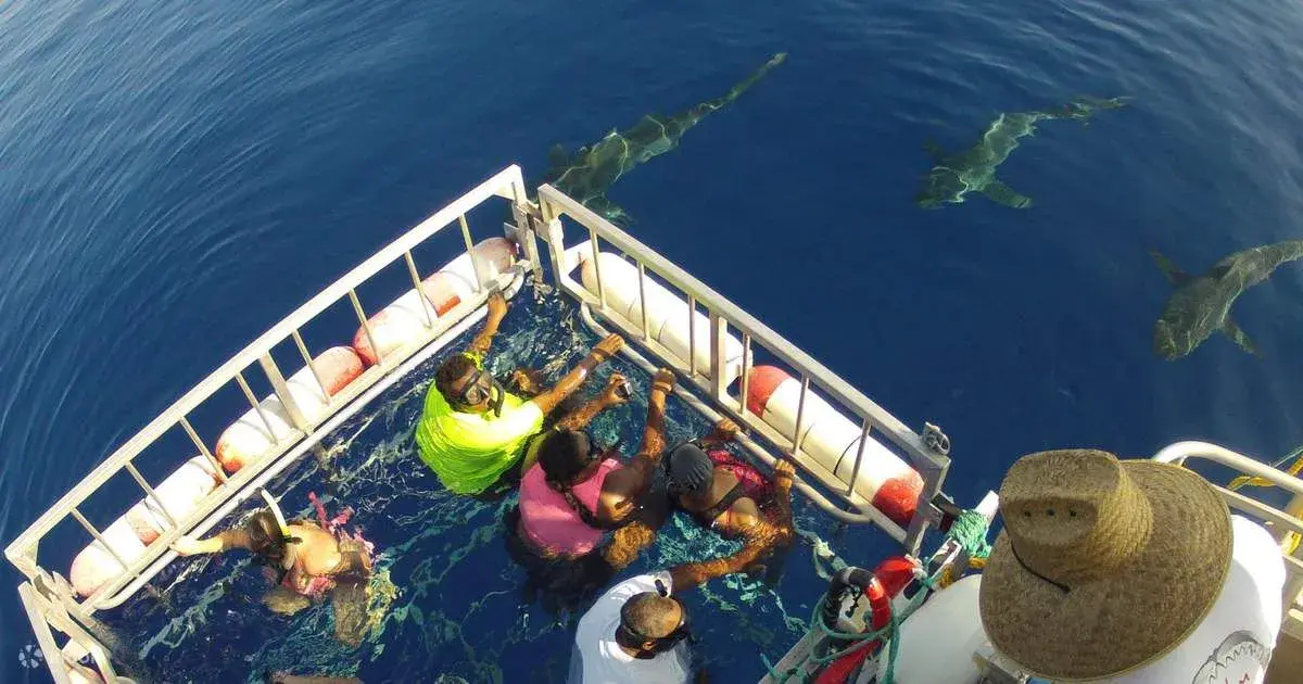 Buceo en jaula con North Shore Shark Adventures, Haleʻiwa