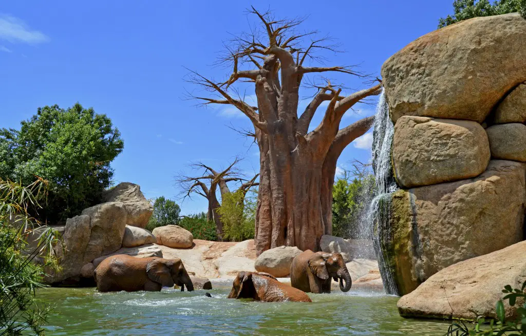 Entrada a BIOPARC Valencia, Valencia