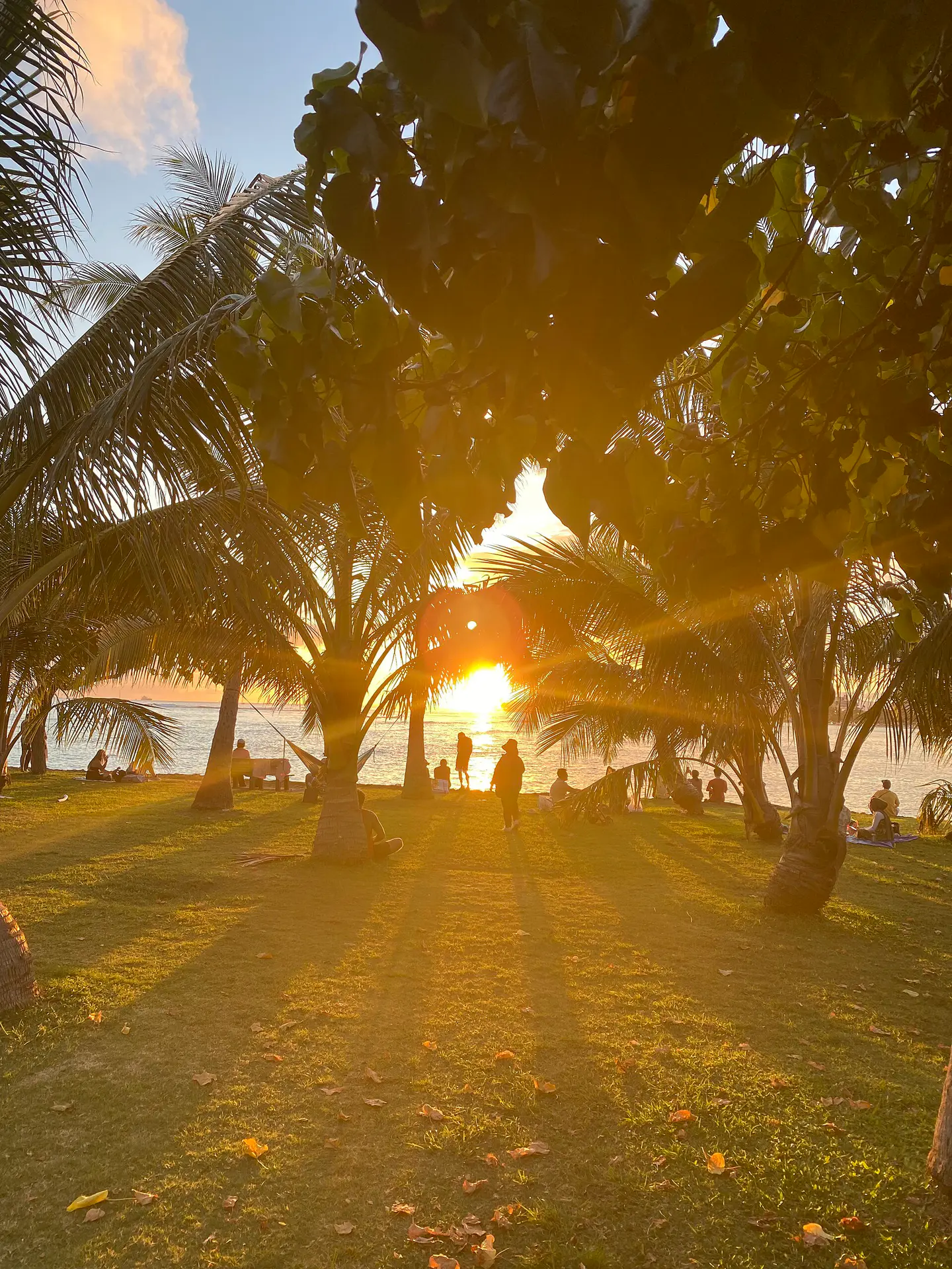 Palmeras y césped de Ala Moana Regional Park al atardecer