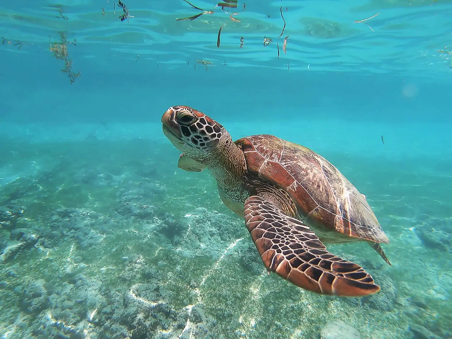 Desde Honolulu: vuelta completa a Oʻahu, Honolulu