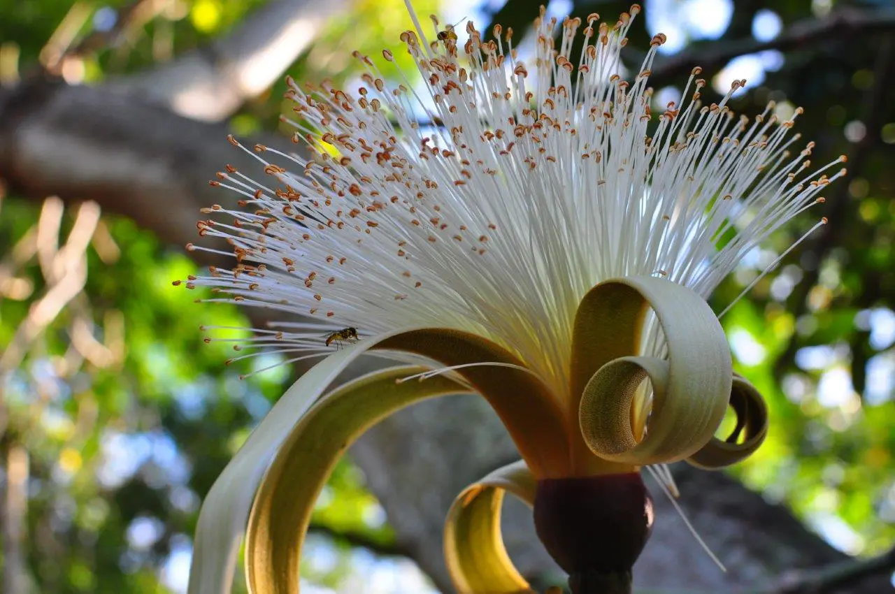 Foster Botanical Garden, Honolulu