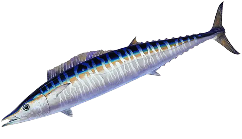 Pesca deportiva con Whipsaw Sportfishing, Honolulu