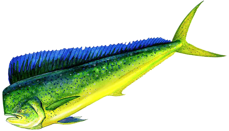 Pesca deportiva con Whipsaw Sportfishing, Honolulu