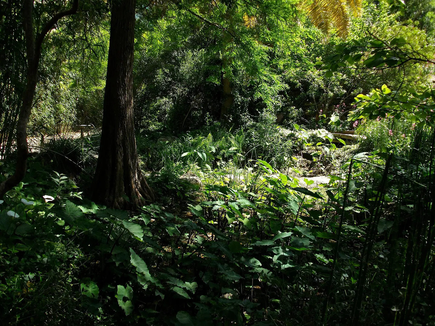 Vista de Jardín Botánico de la Universitat de València, Valencia