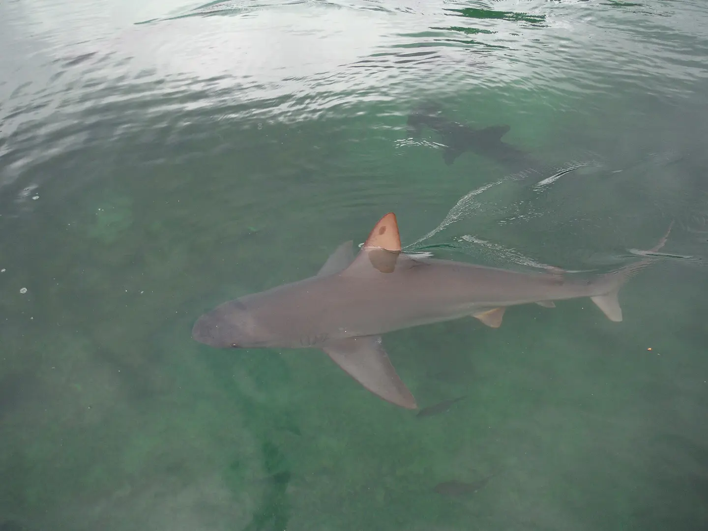 Tiburón trozo en aguas de Hawái