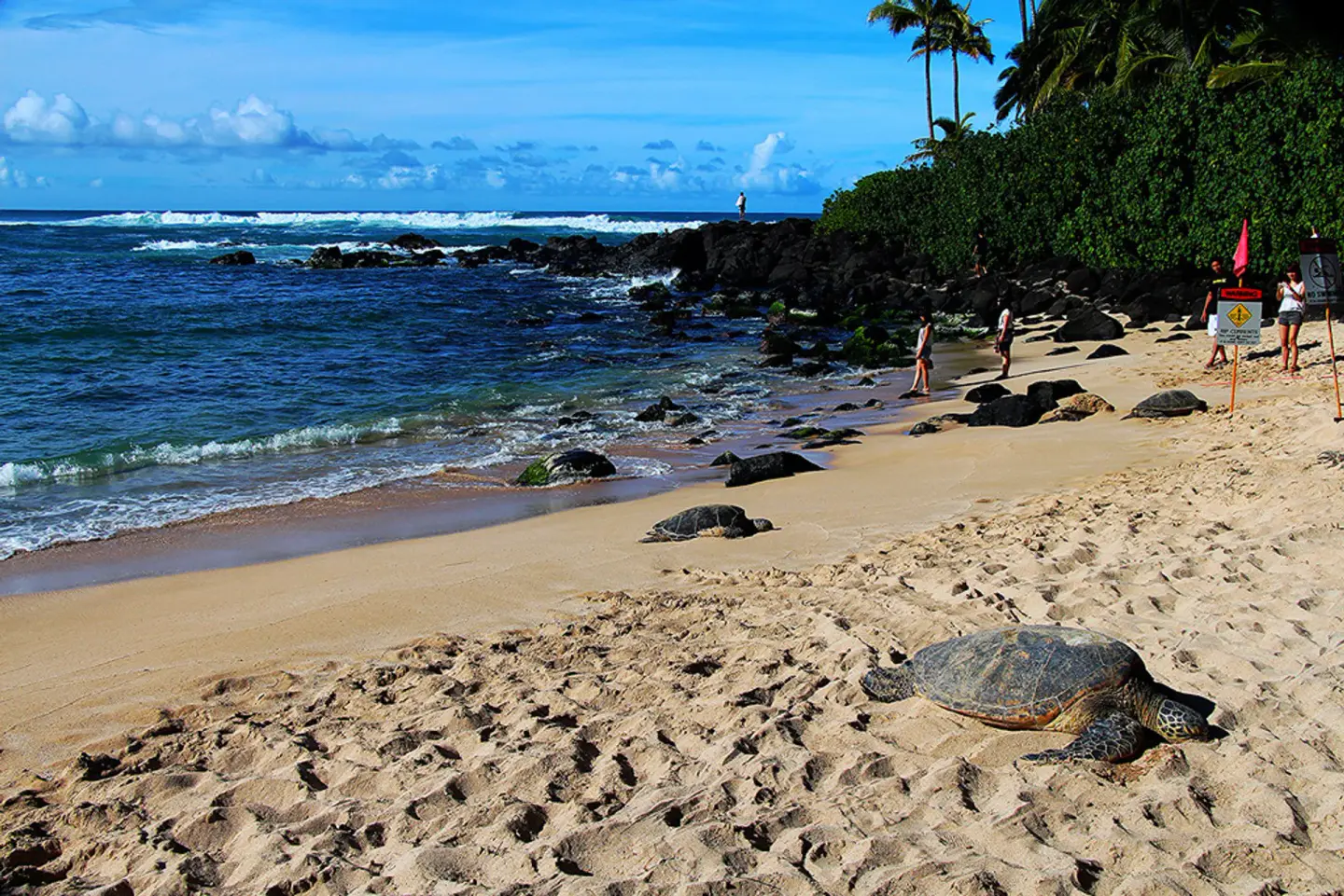 Laniakea Beach, Haleʻiwa