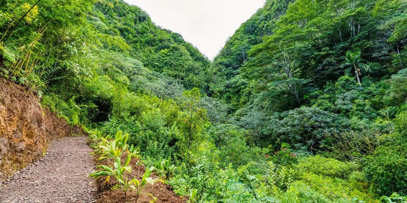 Mānoa Falls Trail, Honolulu