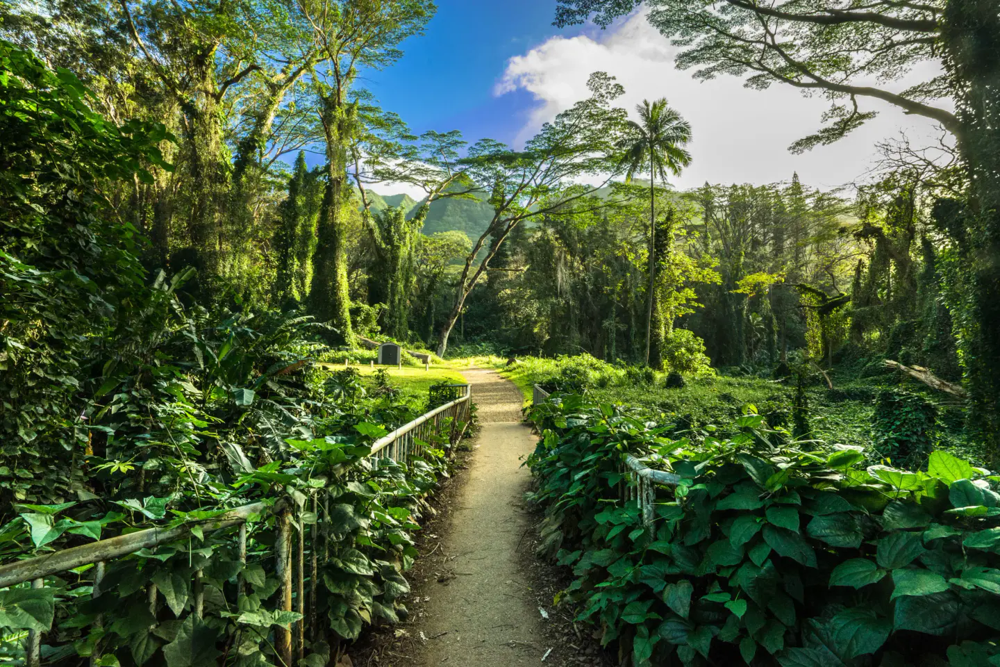 Mānoa Falls Trail, Honolulu