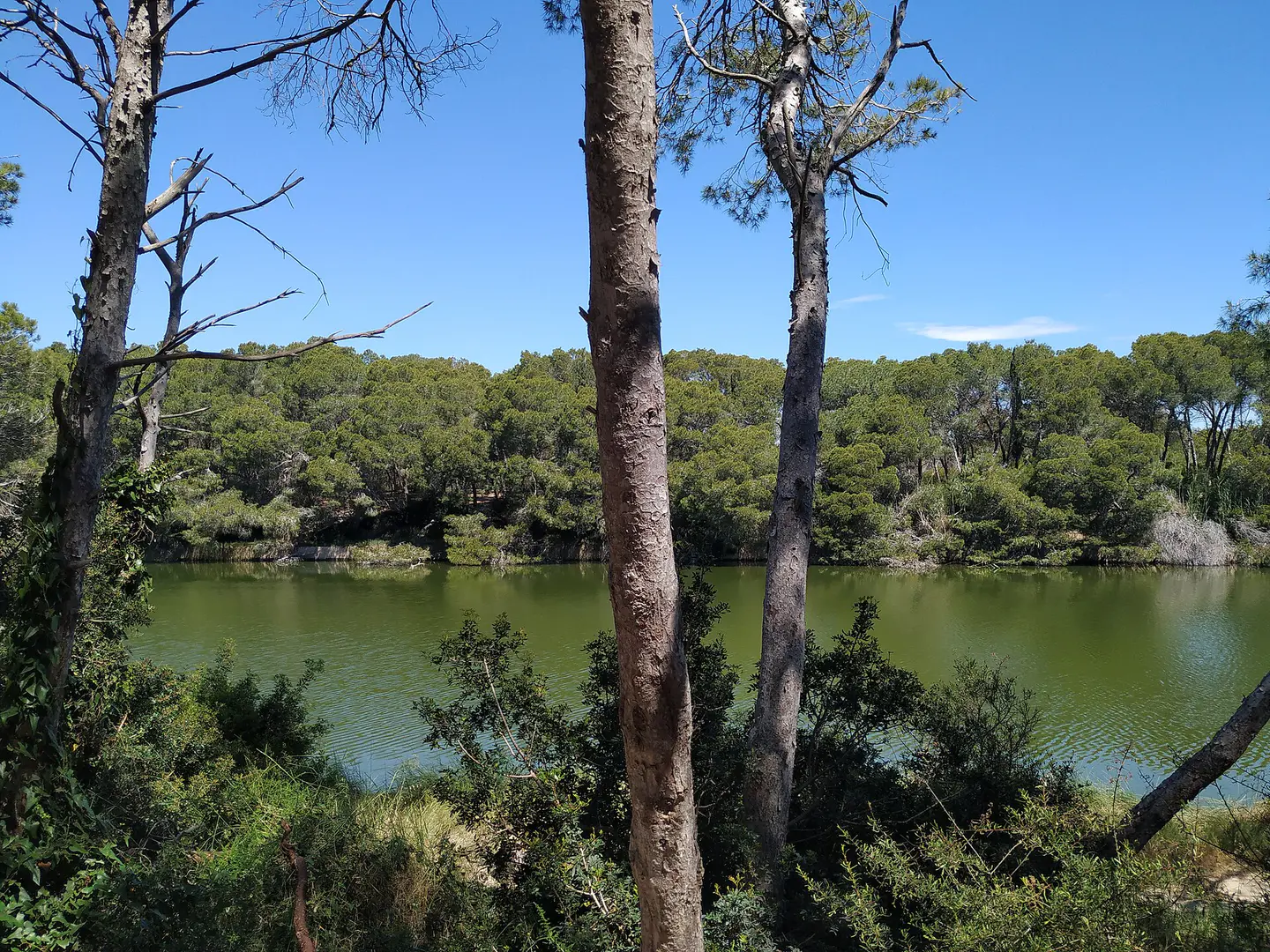 Detalle de Parque Natural de l’Albufera, Valencia