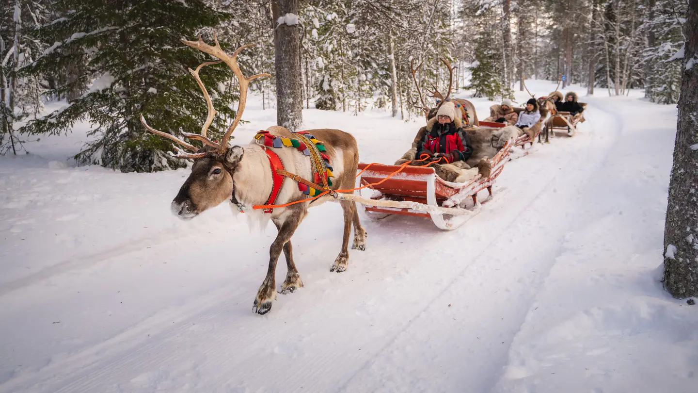 Paseo en trineo de renos con Santa Claus Reindeer, Rovaniemi