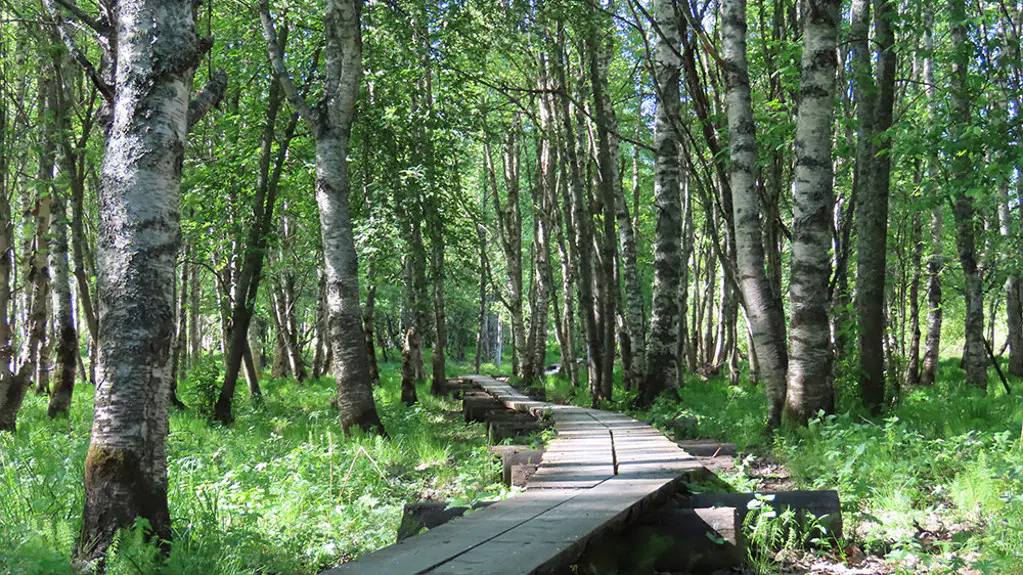 Koivusaari Nature Trail, Rovaniemi