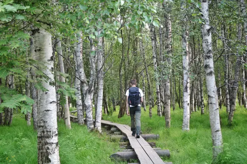 Koivusaari Nature Trail, Rovaniemi