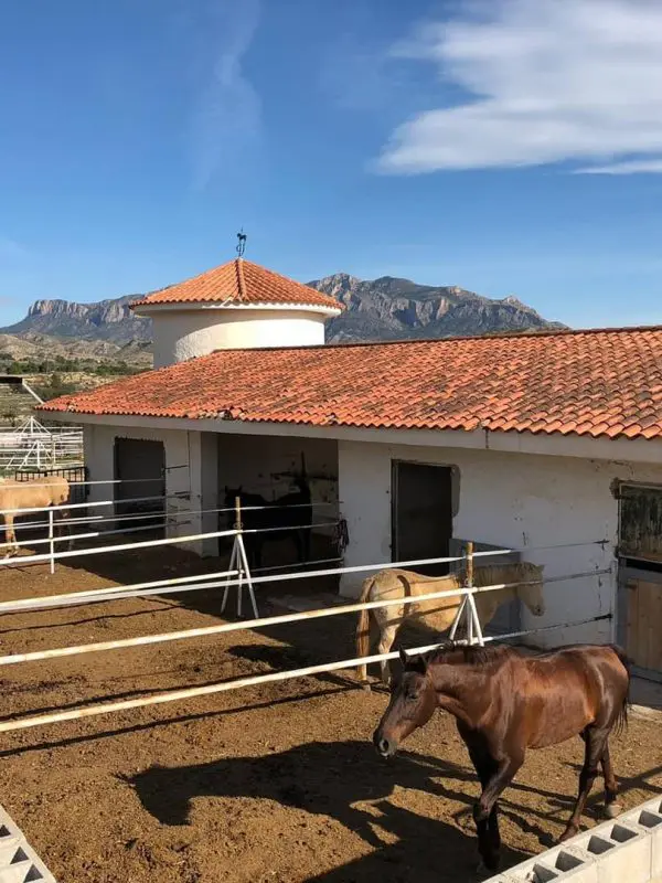 Ruta a caballo con Hípica La Mina, Alicante