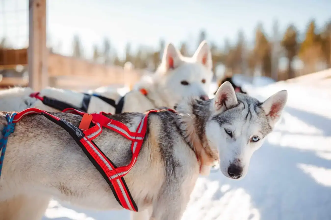 Safari de huskies con Apukka Resort, Rovaniemi