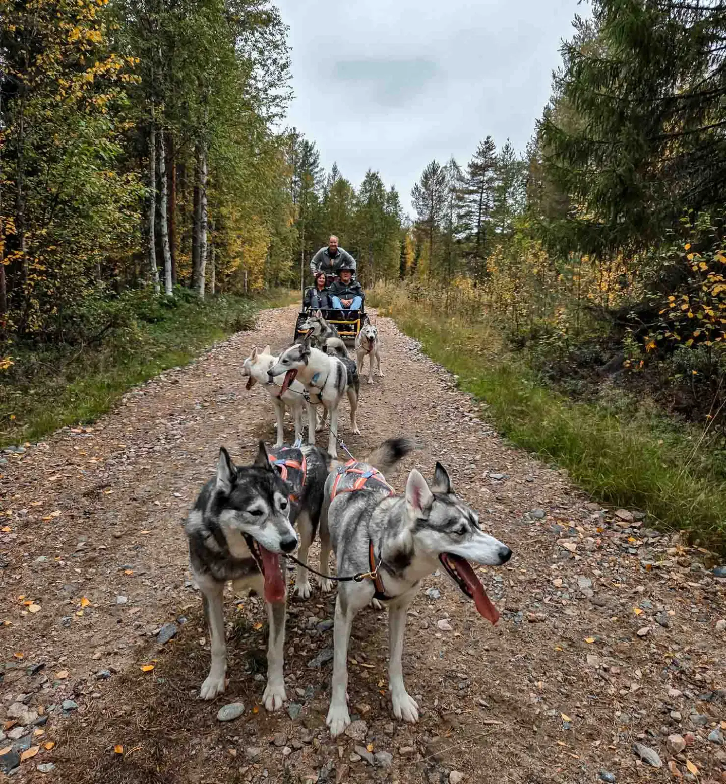 Safari de huskies con Apukka Resort, Rovaniemi