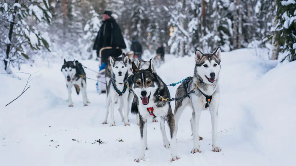Safari de huskies con Apukka Resort, Rovaniemi