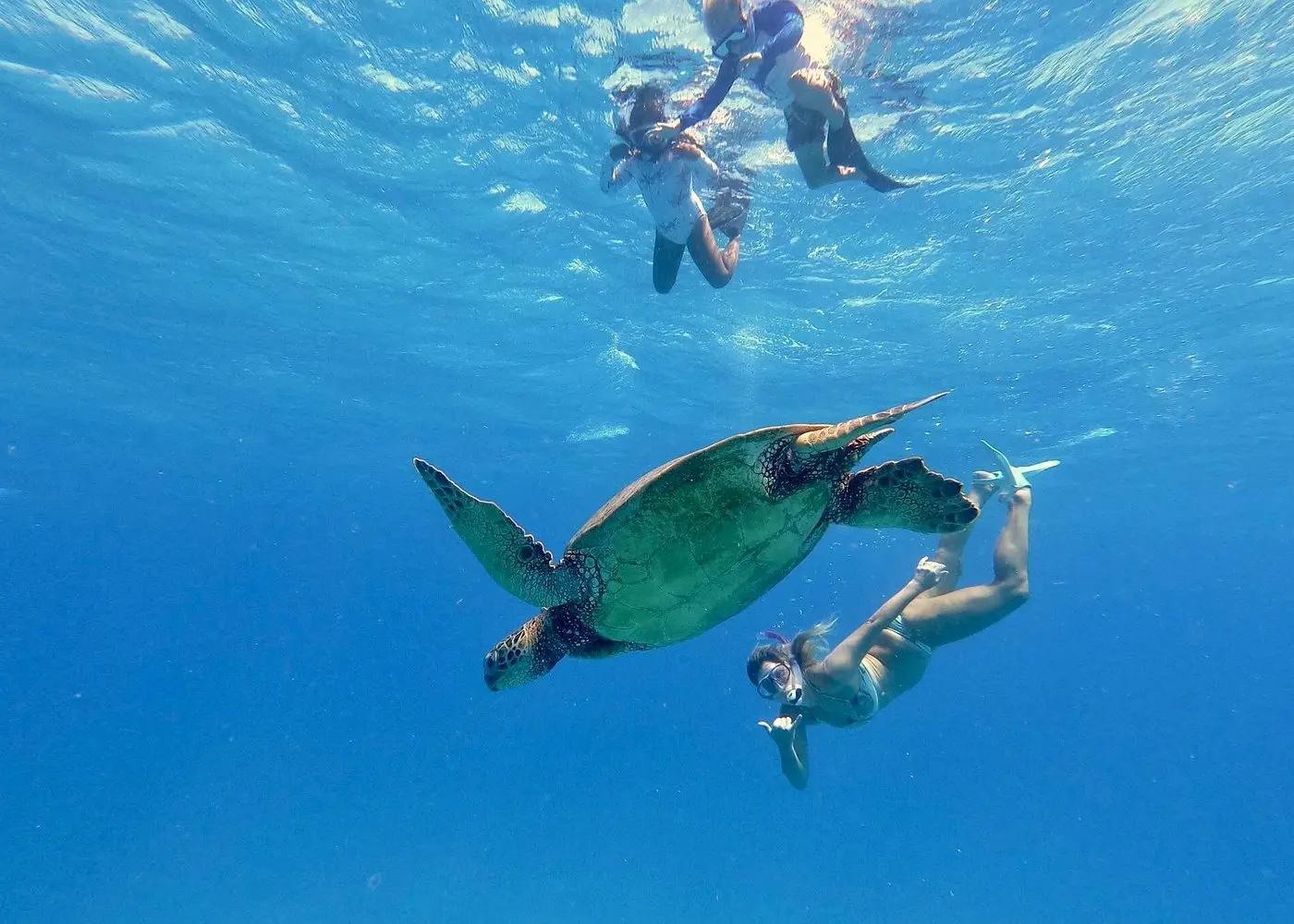 Snorkel en Turtle Canyon con Living Ocean Tours, Honolulu