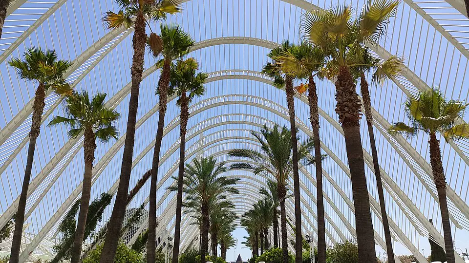 Palmeras del Umbracle en la Ciutat de les Arts i les Ciències